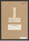 Synedra atlandica Castr. (de-Toni-Nr.: Genus 66, Species 2623) Zeichnungen Sammlung Grunow Nr. 5354 (NHMW-BOT-W0373764)